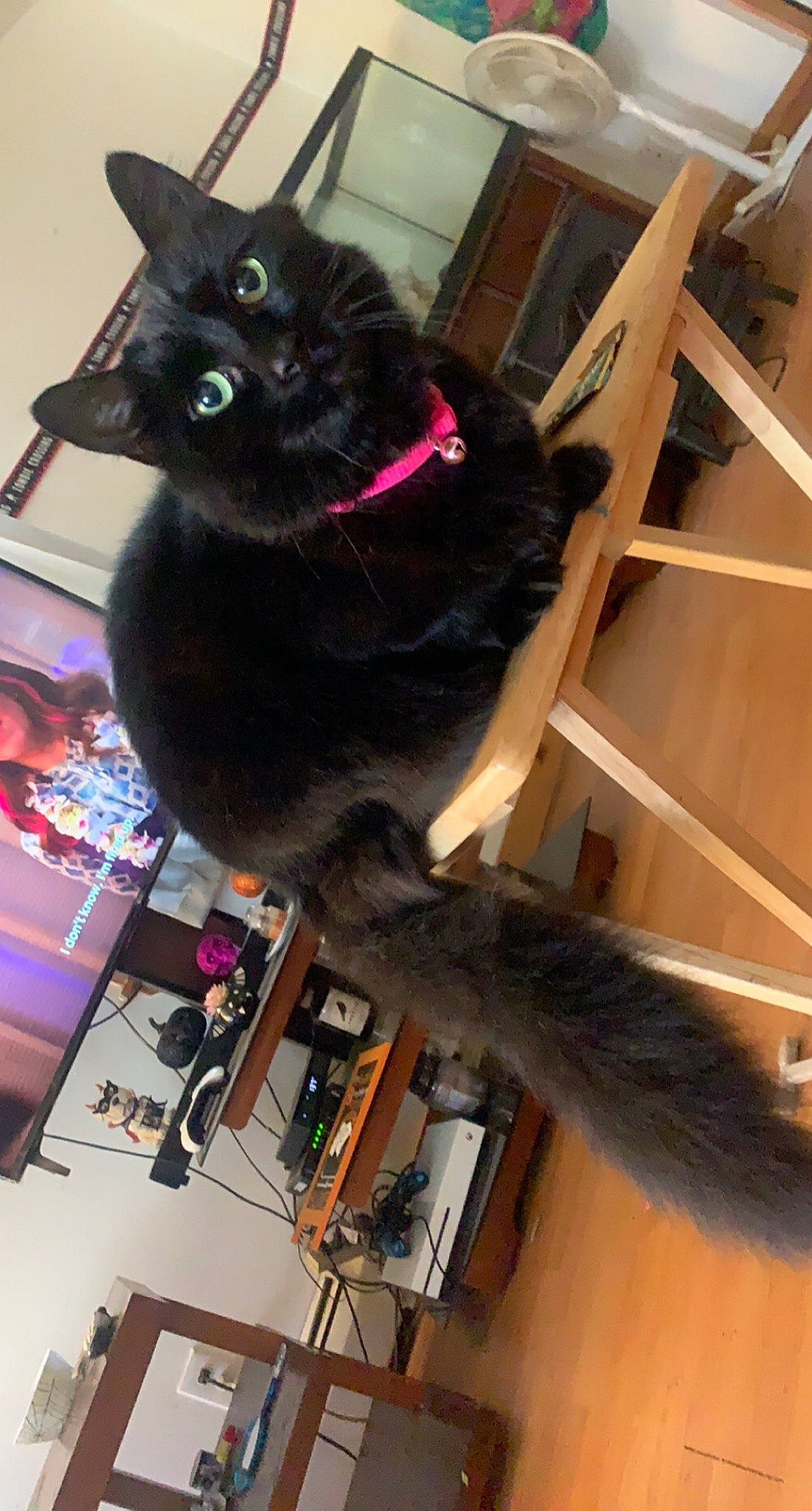 Kitten is registered to the contest to win money with this photo: black_cat, bombay, carnivore, cat, chair, collar, domestic_short_haired_cat, felidae, fur, hardwood, magenta, natural_material, room, small_to_medium_sized_cats, tail, whiskers, wood