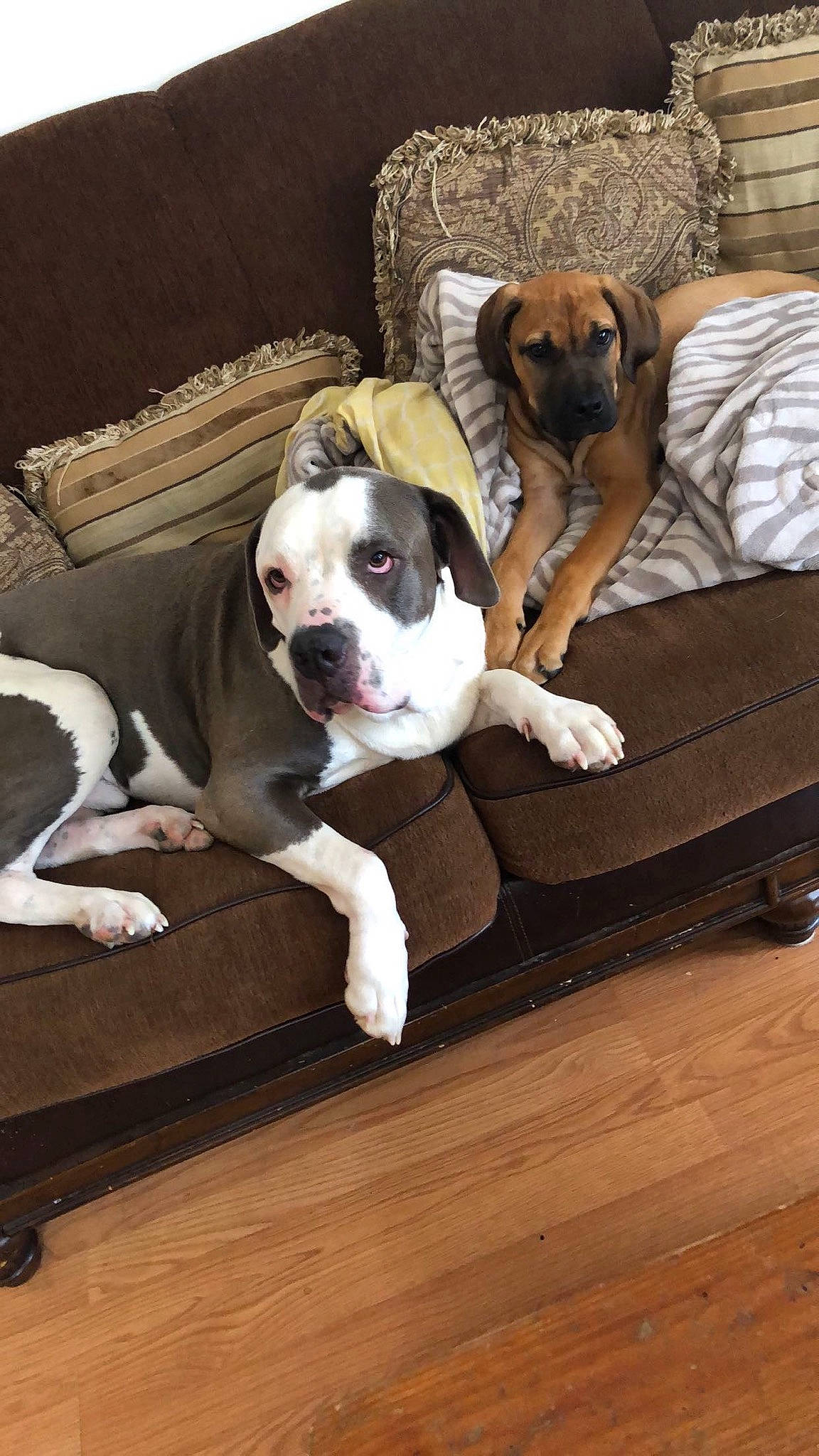 Blaze is registered to the contest to win money with this photo: bored, carnivore, comfort, companion_dog, couch, dog, dog_breed, door_mat, fawn, floor, flooring, furniture, hardwood, plank, snout, sporting_group, wood, wood_flooring, wood_stain, working_animal