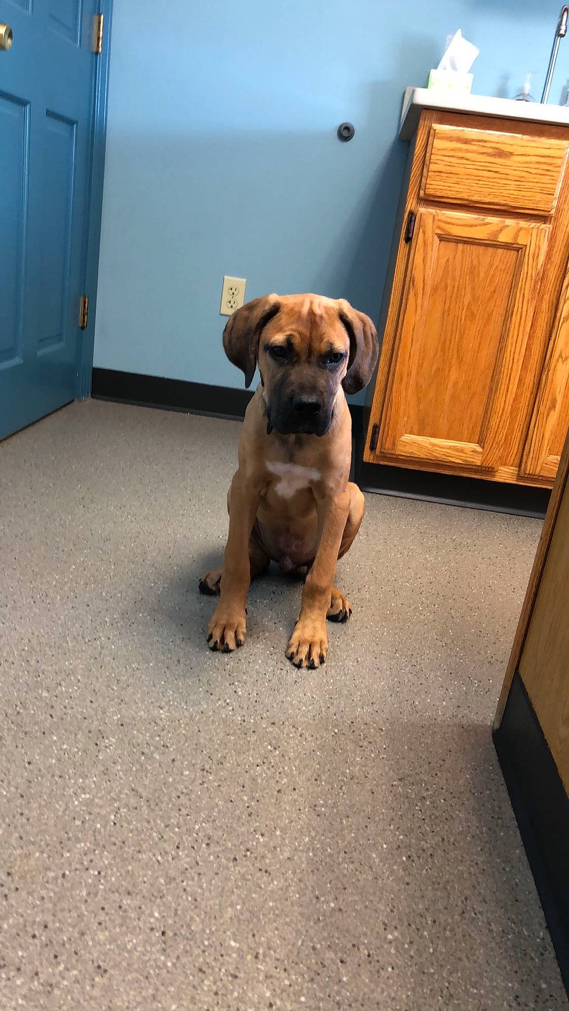 Blaze joined the competition — help win amazing prizes! cabinetry, carnivore, companion_dog, dog, dog_breed, door, fawn, floor, flooring, guard_dog, hardwood, home_door, paw, snout, sporting_group, tail, toy_dog, wood, working_animal, working_dog