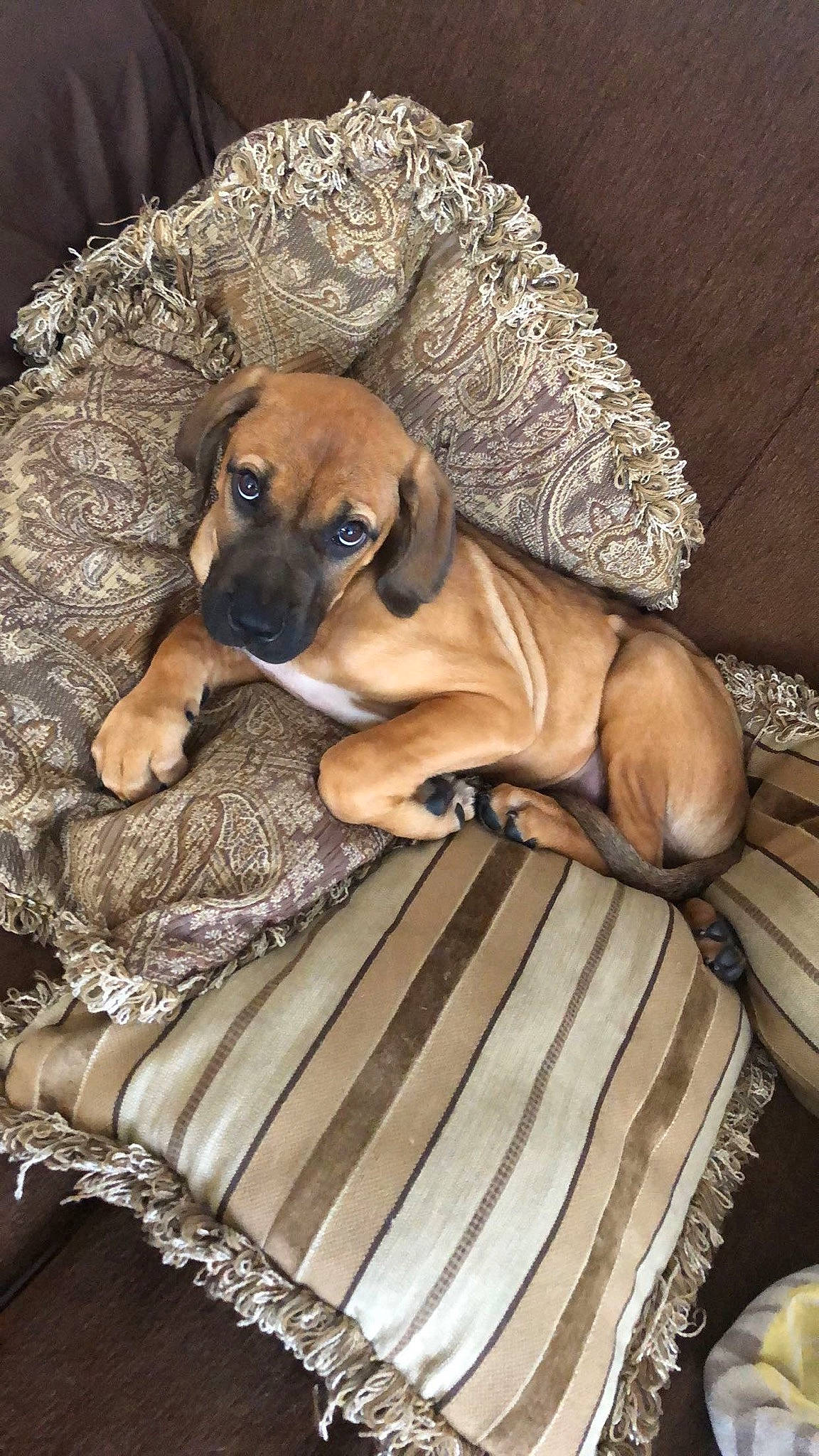 Blaze is registered to the contest to win money with this photo: bored, canidae, carnivore, comfort, companion_dog, dog, dog_breed, dog_supply, fawn, flooring, hardwood, non_sporting_group, snout, sporting_group, terrestrial_animal, toy_dog, wood, working_animal, working_dog