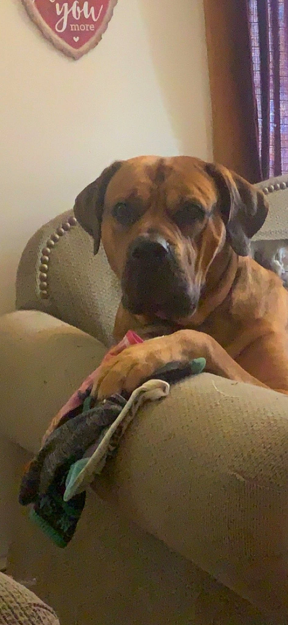 Blaze joined the competition — help win amazing prizes! canidae, carnivore, collar, comfort, companion_dog, curtain, dog, dog_breed, dog_collar, dog_supply, fawn, guard_dog, molosser, paw, pet_supply, snout, sporting_group, whiskers, working_animal, working_dog