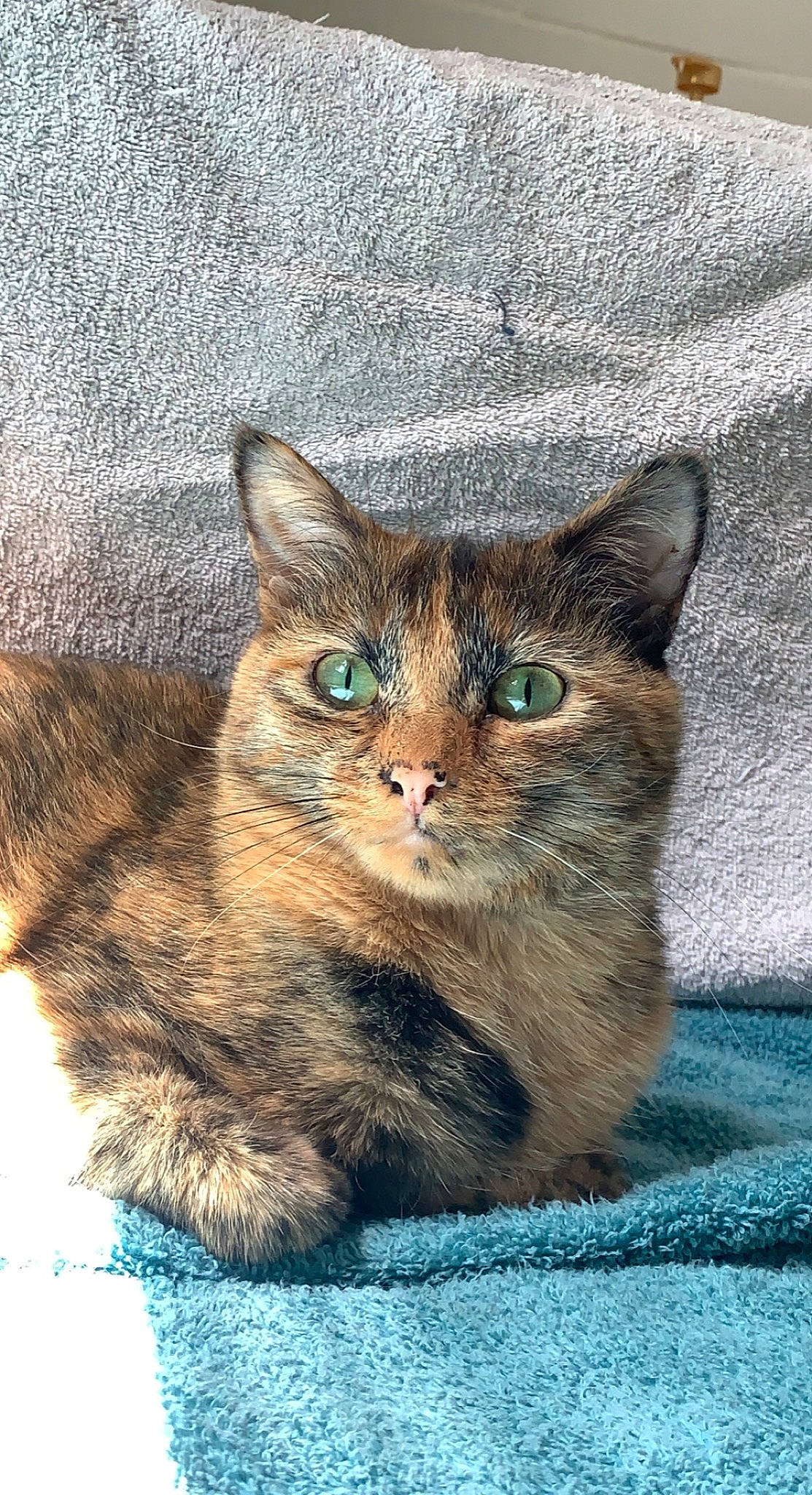 Mazikeen is registered to the contest to win money with this photo: carnivore, cat, domestic_short_haired_cat, door, felidae, fur, grass, iris, sitting, small_to_medium_sized_cats, snout, terrestrial_animal, whiskers, wildlife, window