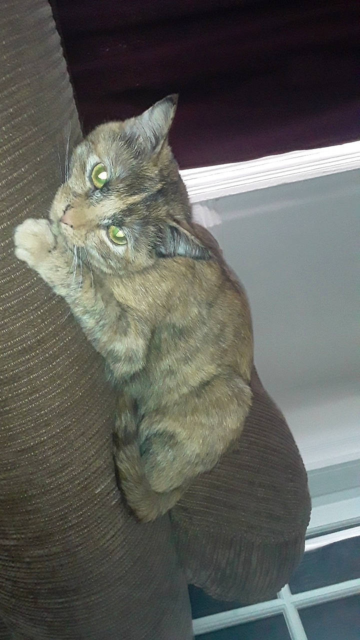 Mazikeen is registered to the contest to win money with this photo: carnivore, cat, claw, domestic_short_haired_cat, ear, eye, felidae, fur, gesture, grey, paw, sitting, small_to_medium_sized_cats, snout, tail, whiskers, window