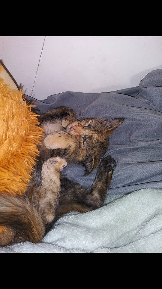 Mazikeen is registered to the contest to win money with this photo: canidae, carnivore, claw, comfort, companion_dog, dog, dog_breed, fawn, felidae, fur, landscape, linens, mountain, small_to_medium_sized_cats, snow, sporting_group, terrestrial_animal, vertebrate, winter, working_animal