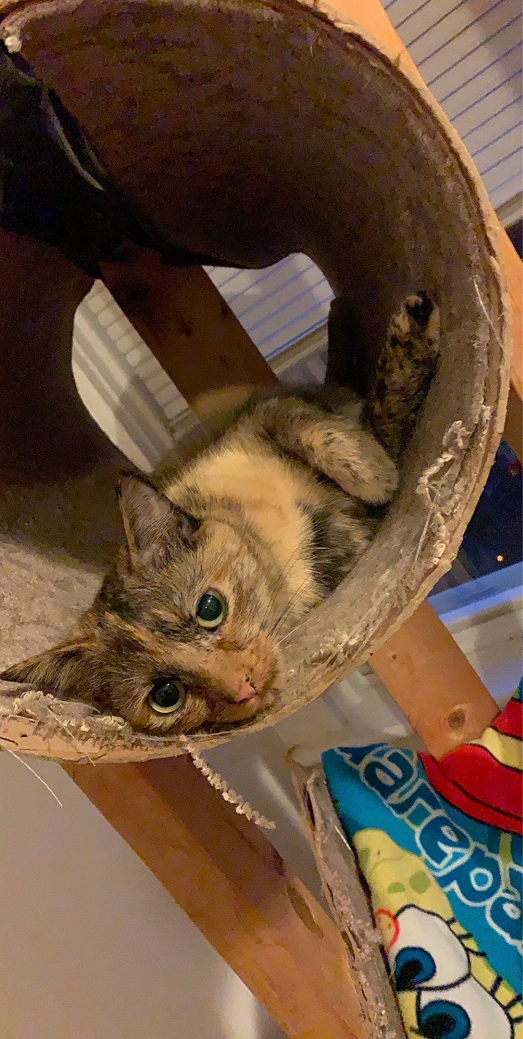 Mazikeen is registered to the contest to win money with this photo: bag, basket, carnivore, cat, domestic_short_haired_cat, fashion_accessory, fawn, felidae, fur, small_to_medium_sized_cats, snout, visual_arts, whiskers, wicker, wood