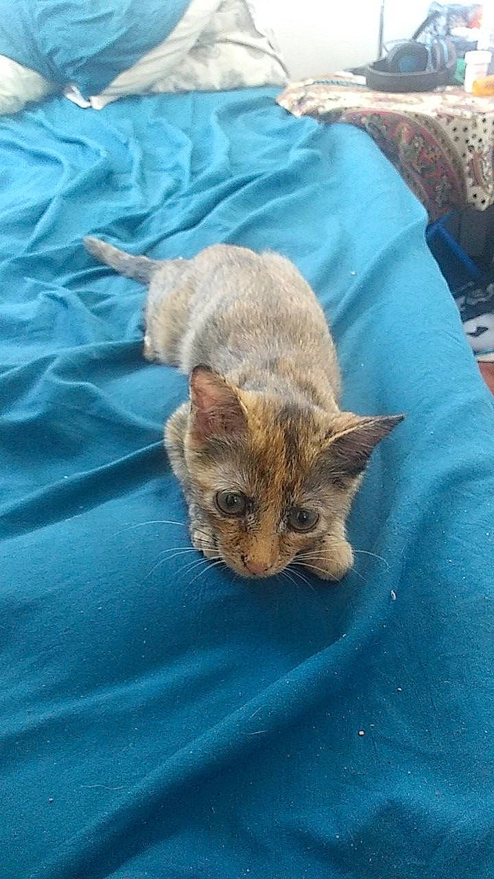 Mazikeen joined the competition — help win amazing prizes! canidae, carnivore, cat, claw, comfort, domestic_short_haired_cat, eye, fawn, felidae, fur, head, linens, nap, small_to_medium_sized_cats, snout, tail, terrestrial_animal, whiskers, wildlife, wrinkle