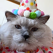 Toulouse is registered to the contest to win money with this photo: animal, cat, celebration, close_up, collar, costume, cute, domestic_cat, ears, face, feline, fluffy, funny, indoor, party_hat, pet, polka_dot, pom_poms, portrait, whiskers