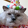 animal, cat, celebration, close_up, collar, costume, cute, domestic_cat, ears, face, feline, fluffy, funny, indoor, party_hat, pet, polka_dot, pom_poms, portrait, whiskers