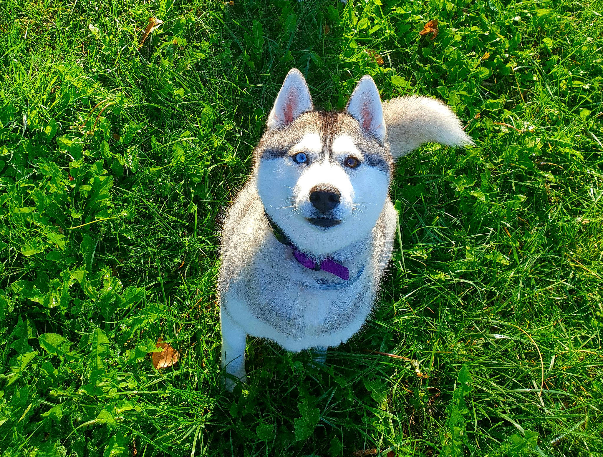 Kyra a rejoint le concours — aidez-le/la à gagner de superbes lots ! canidae, carnivore, companion_dog, dog, dog_breed, east_siberian_laika, grass, mammal, northern_inuit_dog, norwegian_buhund, norwegian_lundehund, plant, rare_breed_dog, saarloos_wolfdog, sakhalin_husky, shikoku, siberian_husky, sled_dog, vertebrate, west_siberian_laika