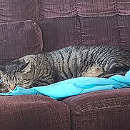 Bis joined the competition — help win amazing prizes! animal, blue_fabric, cat, comfort, couch, cozy, cute, domestic, fur, furniture, home, indoor, nap, pet, relaxing, resting, sleeping, striped, tabby, whiskers