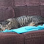 animal, blue_fabric, cat, comfort, couch, cozy, cute, domestic, fur, furniture, home, indoor, nap, pet, relaxing, resting, sleeping, striped, tabby, whiskers