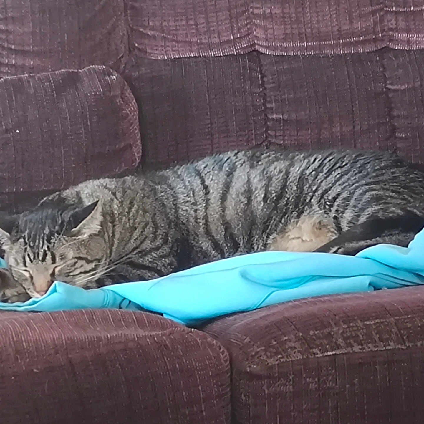Bis joined the competition — help win amazing prizes! animal, blue_fabric, cat, comfort, couch, cozy, cute, domestic, fur, furniture, home, indoor, nap, pet, relaxing, resting, sleeping, striped, tabby, whiskers