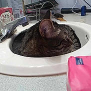 Gizmo joined the competition — help win amazing prizes! abyssinian, animal, basin, bathing, bathtub, cat, computerhardware, electricaldevice, electronics, hardware, kitten, manx, person, pet, plant, pottedplant, sink, sinkfaucet, switch, tub