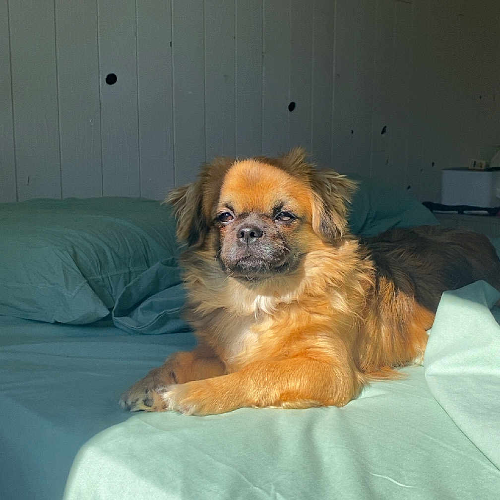 Vino participe au concours pour gagner de l'argent avec cette photo : dog, pet, canine, fluffy, brown_fur, golden_fur, small_dog, lying_down, bed, bedroom, bedding, teal, indoor, portrait, sunlight, relaxed, looking_at_camera, animal_face, wood_paneling, cozy