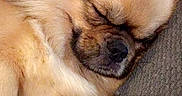 Marley participe au concours pour gagner de l'argent avec cette photo : ancient_dog_breeds, canidae, carnivore, companion_dog, dog, dog_breed, fawn, mammal, non_sporting_group, paw, pekingese, pomeranian, puppy, puppy_love, skin, snout, sporting_group, tibetan_spaniel, toy_dog, vertebrate