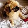 Marley a rejoint le concours — aidez-le/la à gagner de superbes lots ! ancient_dog_breeds, canidae, carnivore, chinese_imperial_dog, companion_dog, dog, dog_breed, fawn, fur, japanese_chin, mammal, pekingese, puppy, shih_tzu, snout, sporting_group, tibetan_spaniel, toy_dog, vertebrate