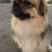 Marley a rejoint le concours — aidez-le/la à gagner de superbes lots ! ancient_dog_breeds, canidae, carnivore, chinese_imperial_dog, companion_dog, dog, dog_breed, fawn, german_spitz_klein, mammal, pekingese, rare_breed_dog, snout, sporting_group, tibetan_spaniel, toy_dog, vertebrate