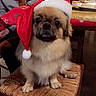Marley a rejoint le concours — aidez-le/la à gagner de superbes lots ! ancient_dog_breeds, canidae, carnivore, chinese_imperial_dog, companion_dog, dog, dog_breed, fawn, japanese_chin, lowchen, mammal, pekingese, puppy, shih_tzu, snout, sporting_group, tibetan_spaniel, toy_dog