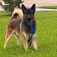 Glock is registered to the contest to win money with this photo: dog, shepherd_dog, belgian_malinois, black_and_tan, outdoor, grass, lawn, garden, park, leash, collar, standing, alert, upright_ears, curled_tail, pet, animal, portrait, daylight, residential_area