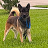 dog, shepherd_dog, belgian_malinois, black_and_tan, outdoor, grass, lawn, garden, park, leash, collar, standing, alert, upright_ears, curled_tail, pet, animal, portrait, daylight, residential_area