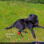 Athéna a rejoint le concours — aidez-le/la à gagner de superbes lots ! dog, black_dog, grass, greenery, bushes, trees, outdoor, pet, animal, nature, relaxing, laying_down, canine, person_leg, casual_clothing, daytime, calm, loyal, companion, snapshot
