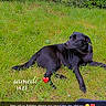 dog, black_dog, grass, greenery, bushes, trees, outdoor, pet, animal, nature, relaxing, laying_down, canine, person_leg, casual_clothing, daytime, calm, loyal, companion, snapshot