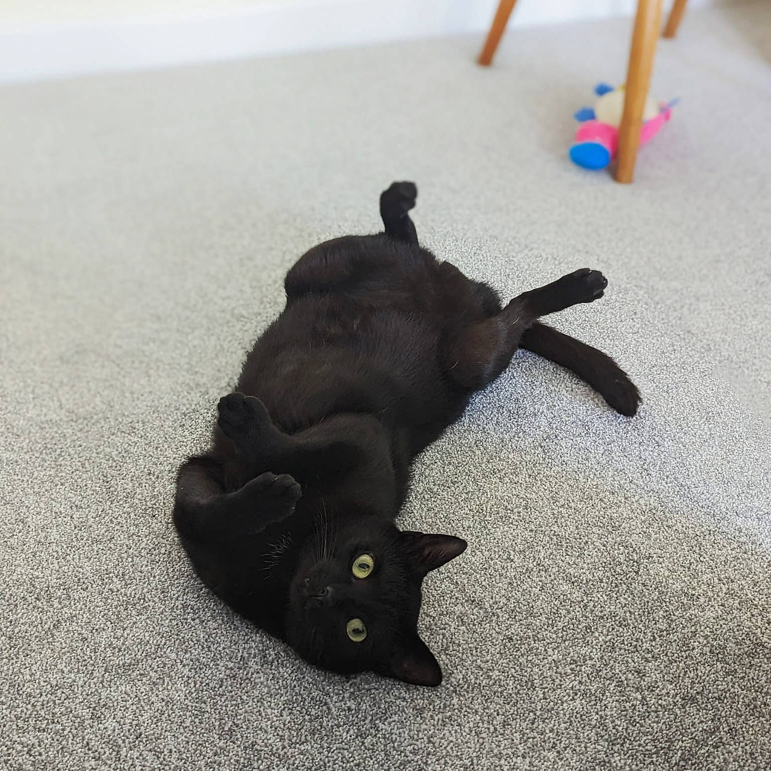 Hades is registered to the contest to win money with this photo: asphalt, cat, dog_breed, domestic_short_haired_cat, fashion_accessory, felidae, floor, flooring, grey, hardwood, paw, plant, road_surface, shadow, small_to_medium_sized_cats, tail, toy, whiskers, wood, working_animal