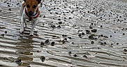 Pineta a rejoint le concours — aidez-le/la à gagner de superbes lots ! dog, beach, muddy, ripples, cloudy_sky, wet_sand, small_dog, ears, shoreline, outdoor, nature, animal, walking, landscape, sky, water, reflection, clouds, daytime, coast