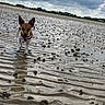 dog, beach, muddy, ripples, cloudy_sky, wet_sand, small_dog, ears, shoreline, outdoor, nature, animal, walking, landscape, sky, water, reflection, clouds, daytime, coast