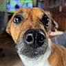 dog, close_up, indoor, pet, curious, brown_and_white, canine, nose, eyes, face, blurred_background, living_room, person, television, furniture, wooden_cabinet, floor, whiskers, portrait, animal