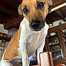 dog, indoor, wooden_chair, curious, head_tilt, brown_and_white, pet, furniture, wooden_beams, cabinet, shelf, decor, animal, canine, portrait, close_up, domestic, house, looking, cute