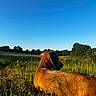 Tyka participe au concours pour gagner de l'argent avec cette photo : dog, brown_dog, grass, field, outdoor, nature, sunlight, sky, blue_sky, animal, pet, canine, peaceful, serene, landscape, daytime, greenery, leisure, relaxing, collar