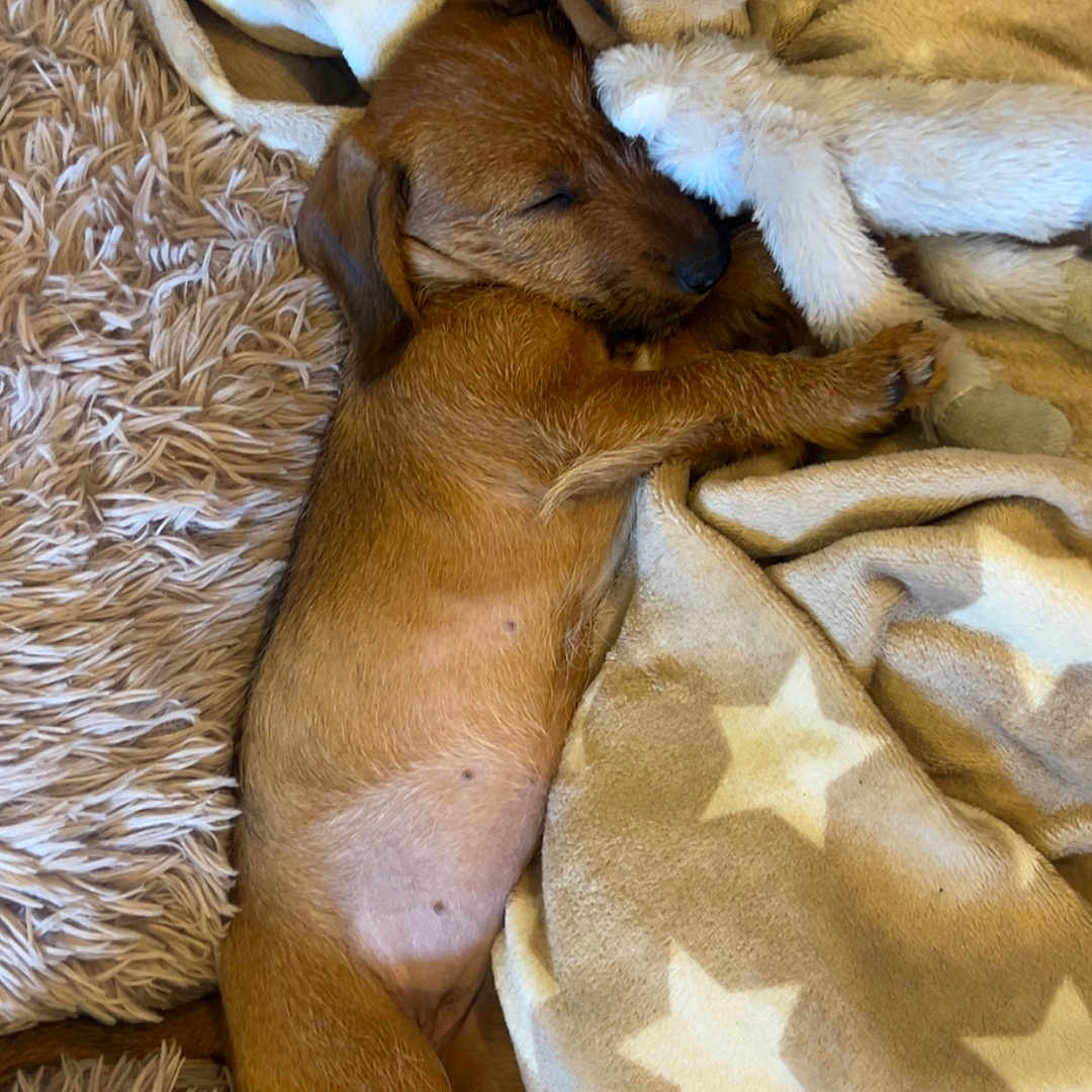 Tyka a rejoint le concours — aidez-le/la à gagner de superbes lots ! puppy, dog, sleeping, blanket, star_pattern, fluffy, cozy, brown, fur, cute, pet, indoors, resting, soft, comfort, animal, small, relaxation, cuddly, young