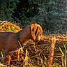 Tyka a rejoint le concours — aidez-le/la à gagner de superbes lots ! dog, brown_dog, collar, outdoor, nature, grass, plants, forest, sunlight, animal, pet, canine, field, daylight, sniffing, side_profile, leash, wildlife, summer, closeup