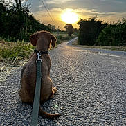 Tyka a rejoint le concours — aidez-le/la à gagner de superbes lots ! dog, sunset, road, leash, asphalt, trees, outdoor, nature, sky, clouds, evening, pet, canine, back_view, walking, quiet, peaceful, scenic, rural, animal