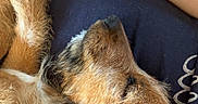 Tyka participe au concours pour gagner de l'argent avec cette photo : dog, sleeping, pet, brown_fur, close_up, tattoo, arm, lap, resting, cozy, fur, animal, indoor, relaxing, companion, cute, calm, person, comfort, napping