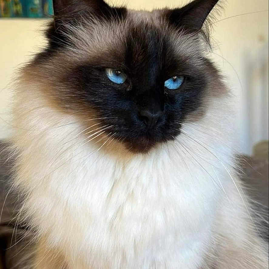 Daisy Texier a rejoint le concours — aidez-le/la à gagner de superbes lots ! angora, animal, cat, kitten, manx, pet, siamese