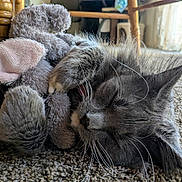 Knox joined the competition — help win amazing prizes! animal, carpet, cat, cozy, cute, elephant, furniture, furry, gray_cat, home, indoor, natural_light, paw, pet, relaxed, resting, sleeping, soft_toy, stuffed_toy, whiskers