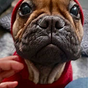 Koa is registered to the contest to win money with this photo: animal, brown_fur, close_up, comfort, cozy, cute, dog, domestic, fireplace, fur, hand, hoodie, human_hand, indoor, looking_up, pet, puppy, red_clothing, warm_lighting, wrinkled_face