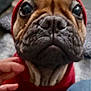 animal, brown_fur, close_up, comfort, cozy, cute, dog, domestic, fireplace, fur, hand, hoodie, human_hand, indoor, looking_up, pet, puppy, red_clothing, warm_lighting, wrinkled_face