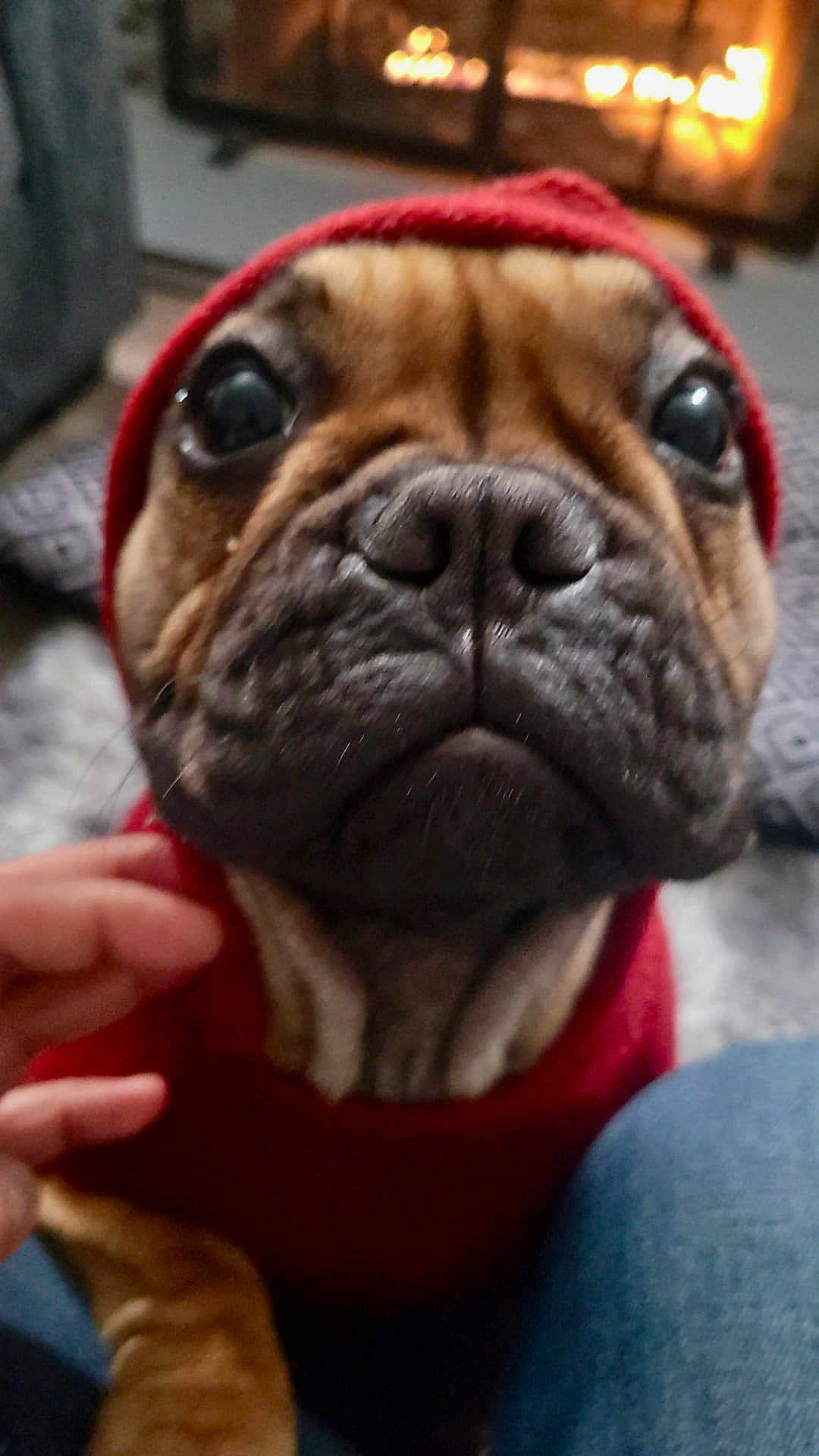 Koa