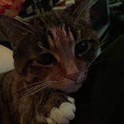 Duchess joined the competition — help win amazing prizes! cat, tabby, paw, close_up, indoor, dim_lighting, curious, pet, animal, feline, whiskers, ears, face, resting, cozy, domestic, cute, soft, fur, companion