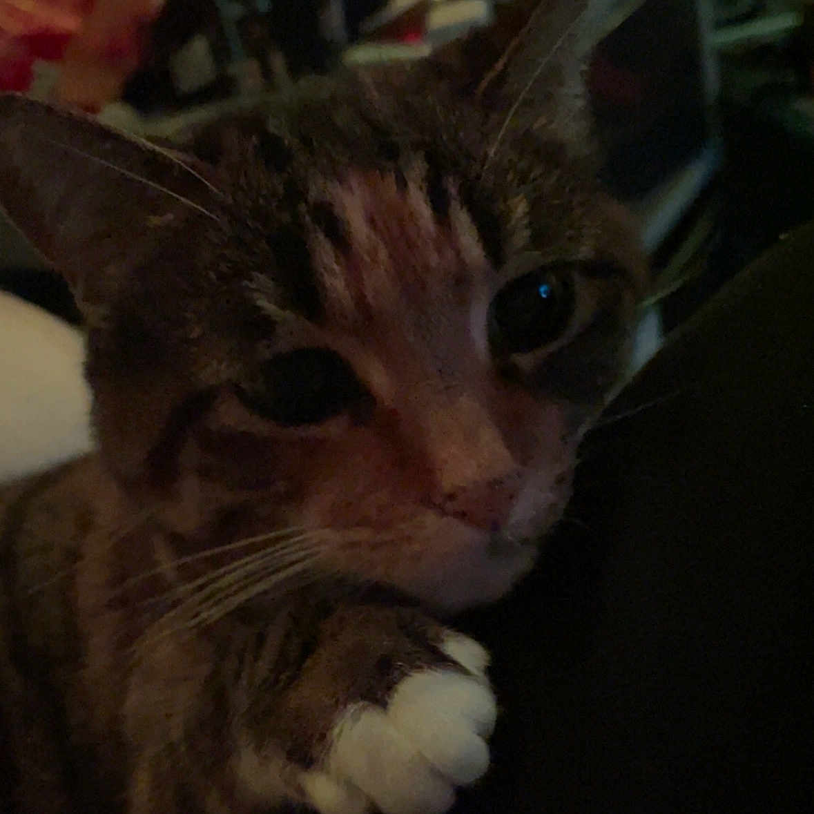 Duchess joined the competition — help win amazing prizes! cat, tabby, paw, close_up, indoor, dim_lighting, curious, pet, animal, feline, whiskers, ears, face, resting, cozy, domestic, cute, soft, fur, companion