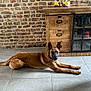 Sancho participe au concours pour gagner de l'argent avec cette photo : animal, brick_wall, brown_coat, cabinet, canine, dog, domestic, ears_up, floor, home, indoor, interior, lying_down, pet, relaxed, resting, room, table, tiled_floor, wooden_furniture