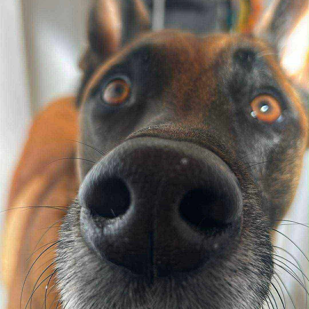 Sancho