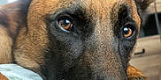 Sancho participe au concours pour gagner de l'argent avec cette photo : animal, brown_eyes, canine, close_up, detail, dog, domestic_animal, ears, expression, face, fur, furniture, house, indoors, nose, pet, portrait, relaxed, resting, soft_surface