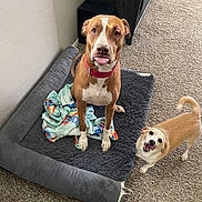 Kalli joined the competition — help win amazing prizes! dog, pet, indoor, carpet, dog_bed, blanket, brown_dog, tan_dog, playful, tongue_out, happy, canine, furniture, home, floor, cute, animal, companion, looking_up, two_dogs