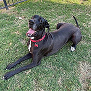 Jetta joined the competition — help win amazing prizes! animal, black_dog, canine, collar, cute, dog, domestic_animal, fence, friendly, grass, happy, lying_down, mammal, nature, outdoor, pet, playful, summer, sunlight, tongue_out