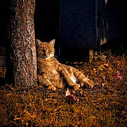 Simba a rejoint le concours — aidez-le/la à gagner de superbes lots ! cat, ginger_cat, tree_trunk, grass, fallen_leaves, sunlight, autumn, outdoor, relaxed, animal, nature, pet, feline, resting, shadows, daylight, wildlife, quiet, peaceful, closeup