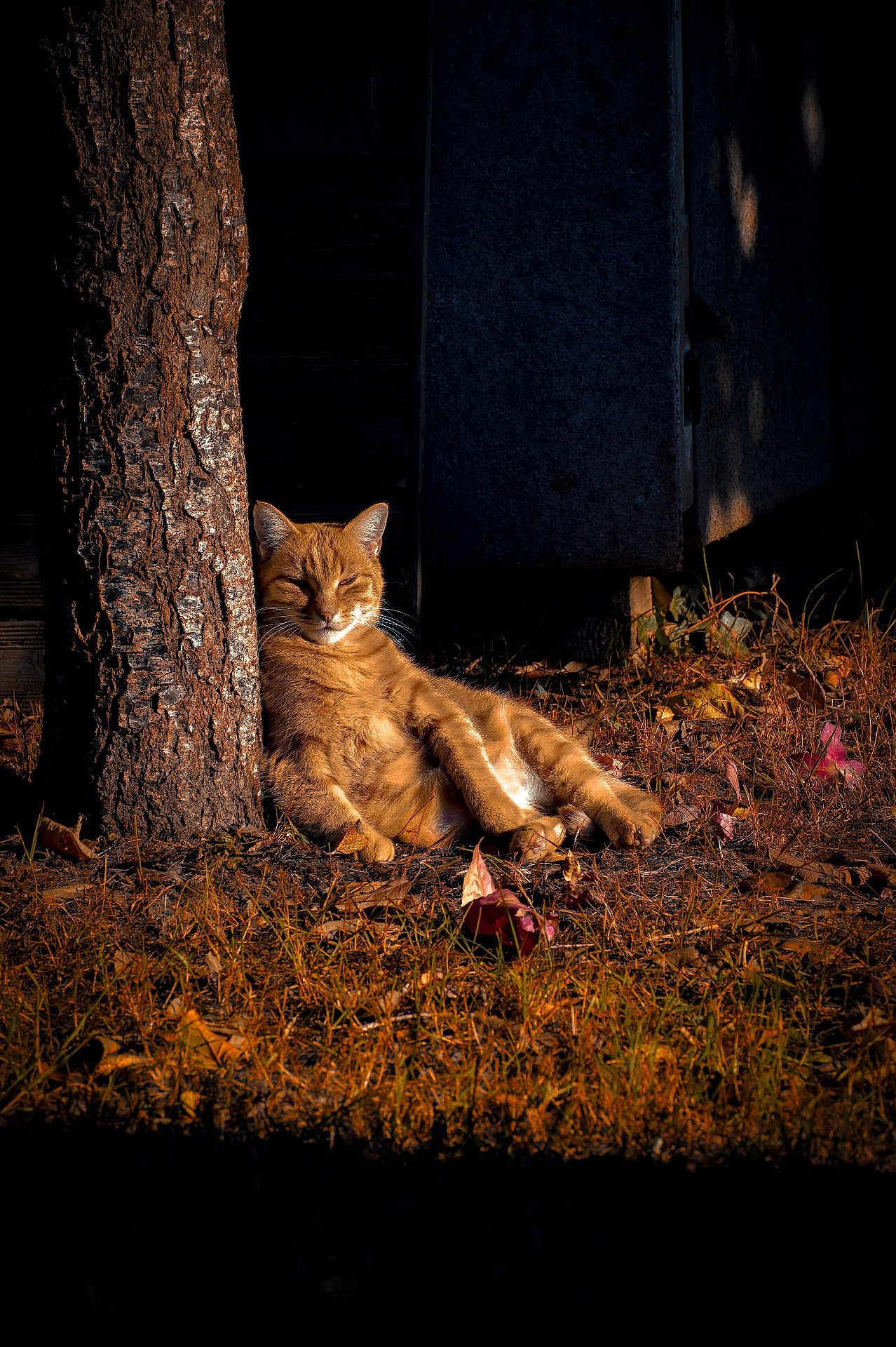 Simba a rejoint le concours — aidez-le/la à gagner de superbes lots ! cat, ginger_cat, tree_trunk, grass, fallen_leaves, sunlight, autumn, outdoor, relaxed, animal, nature, pet, feline, resting, shadows, daylight, wildlife, quiet, peaceful, closeup